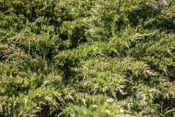 amazing plants around us