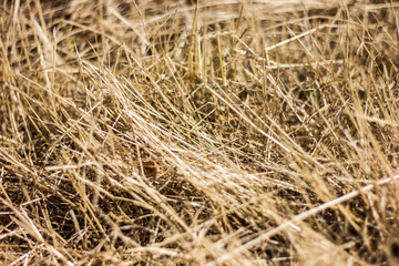 amazing plants around us