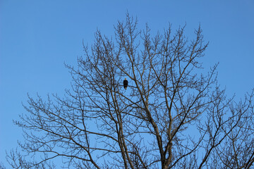 Bald eagle on a tree branch, background