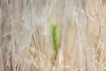 Fototapeta premium amazing plants around us