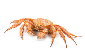 fresh cooked crab quadrangular hairy or red crab isolated on white background