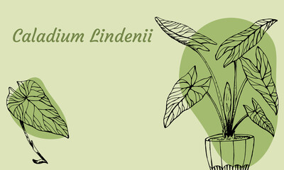 The leaves of the caladium plant.  Hand drawn elegance vector illustration for natural design. Hand drawn big set of calladium leaves.