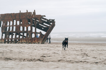 Fototapeta na wymiar Astoria, Oregon - July 31, 2020: Happy black labrador retreiver runs on the beach, next to the shipwreck - wreck of the Peter Iredale