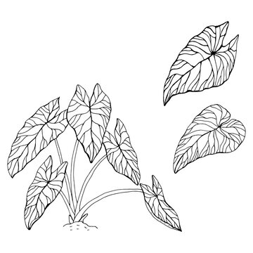 The leaves of the caladium plant.  Hand drawn elegance vector illustration for natural design. Hand drawn big set of calladium leaves.
