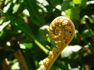 flores y otros