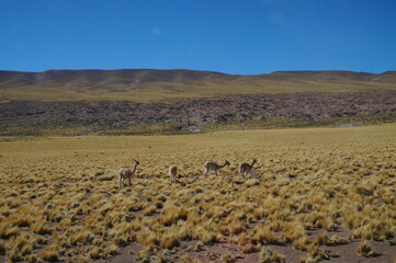 flock of vicunha