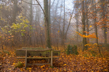 Nebelwald im November in der Ortenau