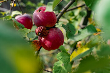 Red late apples on the branches and fallen in the grass. Juicy colorful fruit fruits in autumn among greenery and leaves