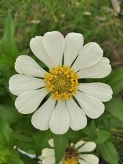 Obraz premium white daisy flower