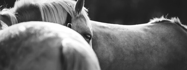 Black and white portrait of a calm beautiful pony with white eyelashes and a halter on its face, standing half-turned next to another pony. Herd.