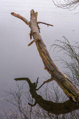 The crooked trunk of a dry tree is reflected in the calm water of the river.
