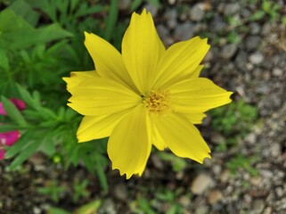 yellow flower in the garden