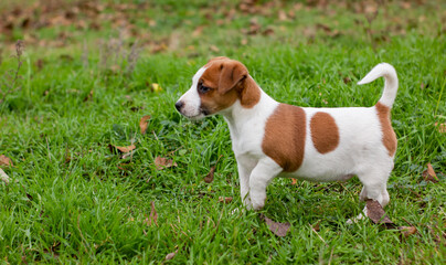 puppy jack russell on the green grass