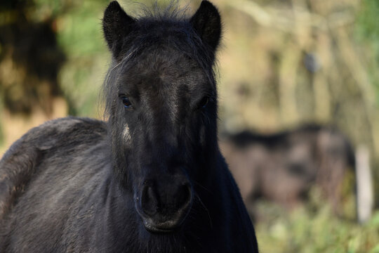 5 449 Best Cheval Noir Images Stock Photos Vectors Adobe Stock
