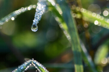 Goutte d'eau qui perle au bout d'une herbe longue, France.