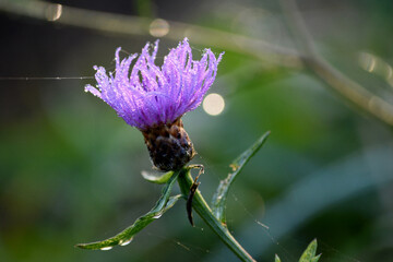 Fleur des près au petit matin d'automne, (Centaurée Jacée). France. 