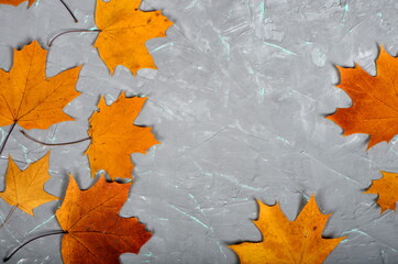 Yellow-golden larch leaves on a gray cement wall with green veins, autumn background