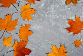 Yellow-golden larch leaves on a gray cement wall with green veins, autumn background