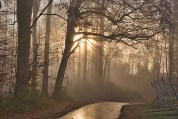 Nebelwald im November in der Ortenau