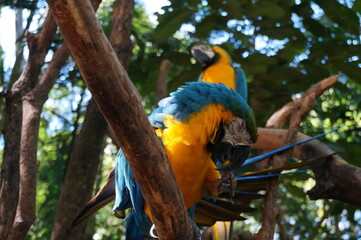 blue and yellow macaw ara