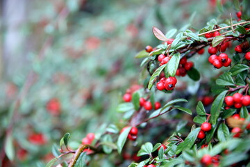 Selective focus on branches with red berries and green leaves in the rain