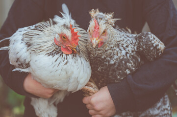 Anonymous little girl in black top holding cream crested legbar cockerels, close up, toned, selective focus