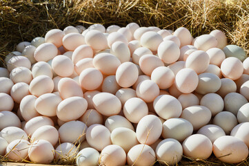 Fresh Duck Eggs on Hay