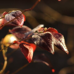 czerwone  liście  krzewu  borówki  oszronione  w  jesienny  poranek