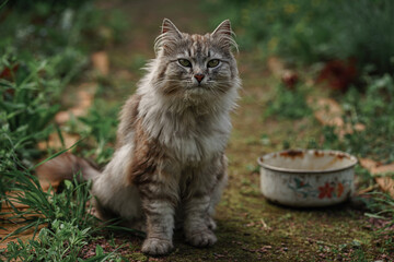 Gray tabbed beautiful feline cat. Domestic animal. A pet in nature. Bokeh. The village, the park. Summer.