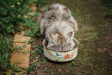 Gray tabbed beautiful feline cat. Domestic animal. A pet in nature. Bokeh. The village, the park. Summer.