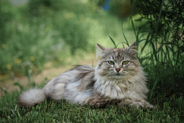 Naklejka na ściany i meble Gray tabbed beautiful feline cat. Domestic animal. A pet in nature. Bokeh. The village, the park. Summer.