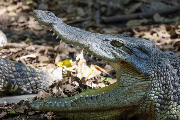 Close up head crocodile is show mouse in thailand.