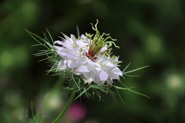 Nigella damascena white flower on green background, love-in-a-mist, ragged lady or devil in the bush, is an annual garden flowering plant, belonging to the buttercup family Ranunculaceae.