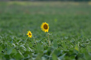 Two self-sown sunflowers on the soy field 