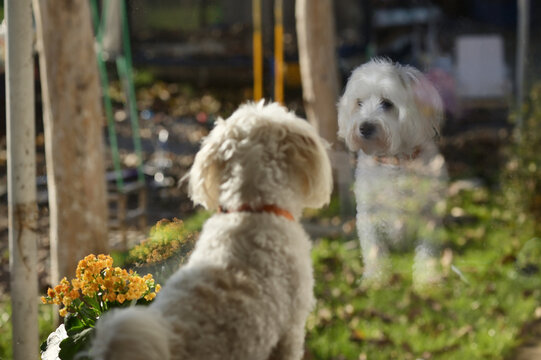 Malteze Dog Looking Through Window