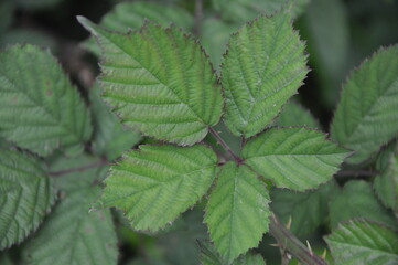 Fototapeta na wymiar Blackberry leaf. Rubus idaeus leaves top view. Close up. Selective focus.