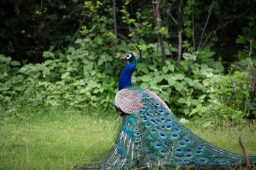 Naklejka premium peacock in the park
