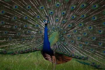Obraz premium peacock with feathers