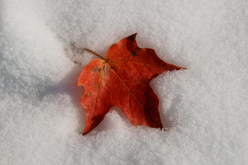 red maple leaf on snow