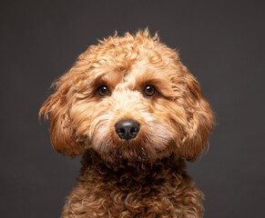 Cavapoo dog looking to camera against a plain grey background. UK
