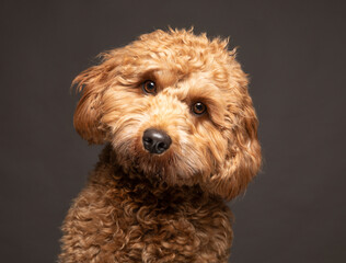 Cavapoo dog looking to camera with a curious expression against a plain grey background. UK