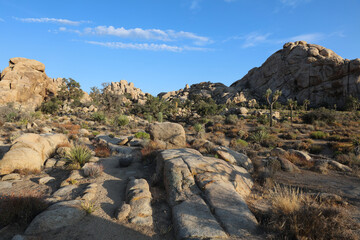Landscape in Joshua Tree National Park. California. USA