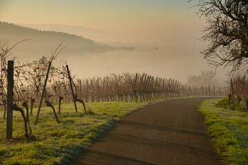 Herbstnebel in den Weinbergen der Ortenau