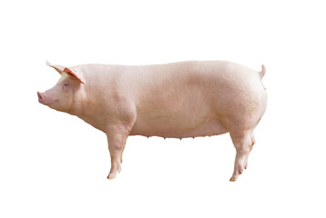 porco  matriz de porco agronegócio