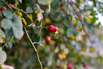 Ripe red rosehip berries among the branches with green leaves and thorns. Nature in autumn during the harvest season for drying and storage