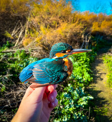 Ringing of an European or common Kingfisher bird.