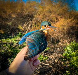 Ringing of an European or common Kingfisher bird.