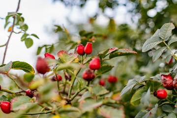 Ripe red rosehip berries among the branches with green leaves and thorns. Nature in autumn during the harvest season for drying and storage