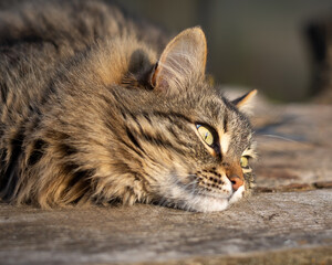 Brown tabby domestic cat on a blurry background. Cat’s face close-up. A pet in the village or in the park. Summer or spring, sunny day