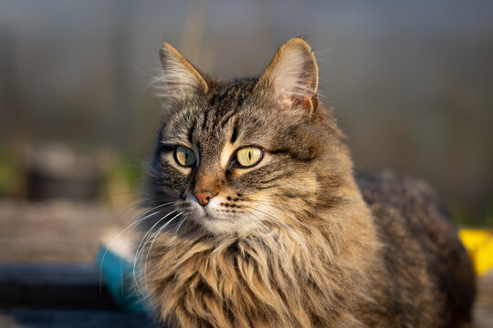 Brown tabby domestic cat on a blurry background. Cat’s face close-up. A pet in the village or in the park. Summer or spring, sunny day